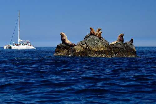 شیرهای دریایی روی صخره ای در منطقه خلیج آواچینسکایا در شبه جزیره کامچاتکا روسیه