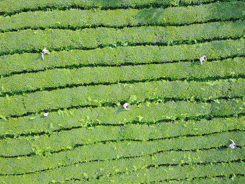 یک مزرعه چای در چین