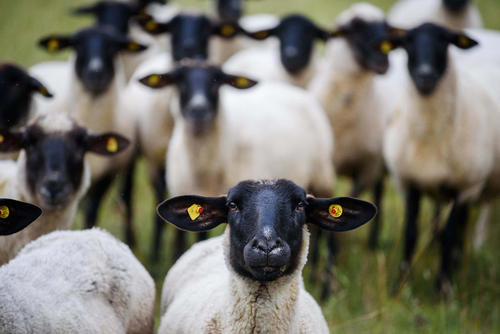گله های گوسفند مشغول چرا در علفزارهای ایالت بایرن آلمان