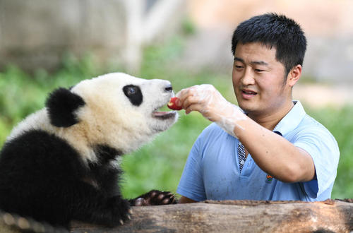 غذا دادن به پاندا در باغ وحش شهر چونگینگ چین