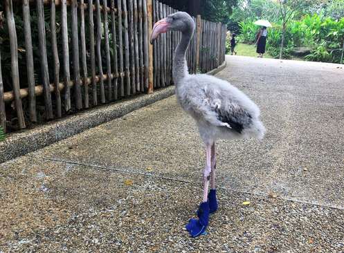 عایق کردن پاهای یک بچه فلامینگو برای صدمه ندیدن از گرما در پارک پرندگان در سنگاپور