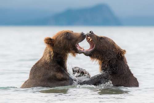 خرس های قهوه ای در دریاچه کوریل در شبه جزیره کامچاتکا روسیه