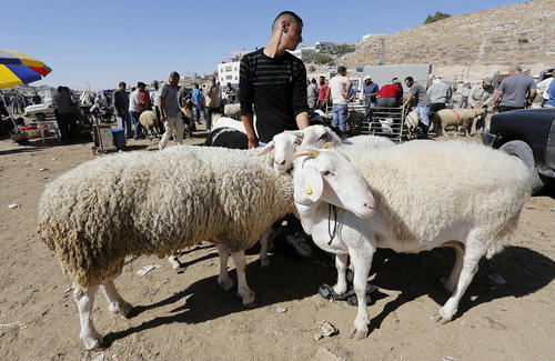 بازار فروش احشام در شهر هبرون در کرانه باختری- فلسطین- در آستانه عید قربان