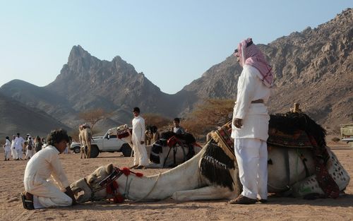 جشنواره قربان در صحرای تبوک عربستان سعودی