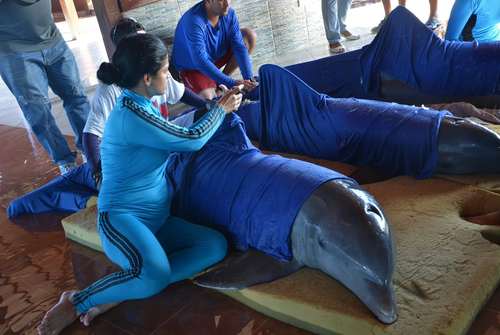 انتقال دلفین ها به یک مکان امن در پی نزدیک شدن توفان 