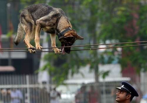 بندبازی یک سگ پلیس در مراسم روز پلیس در شهر کلمبو سریلانکا