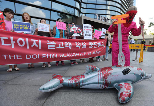 تظاهرات فعالان حقوق حیوانات در مقابل سفارت ژاپن در شهر سئول با درخواست توقف شکار دلفین از سوی صیادان ژاپنی. فصل شکار دلفین از هفته گذشته در ژاپن آغاز شده است.