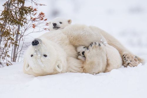 ماده خرس قطبی پارک ملی