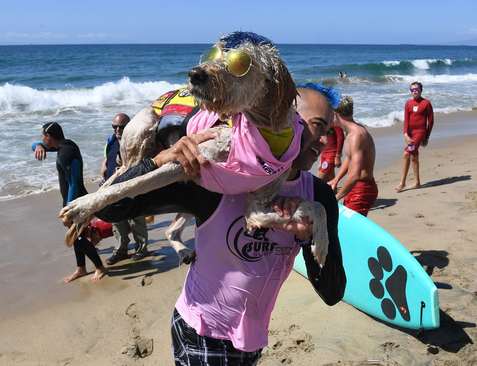 مسابقات سالانه موج سواری سگ ها در ساحل هانتینگتون در ایالت کالیفرنیا آمریکا