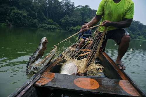 یک ماهیگیر برزیلی به جای ماهی، کردکودیل صید کرده است/ جنگل های آمازون برزیل