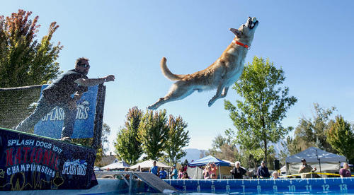 مسابقات سالانه قهرمانی سگ ها در گردندویل ایالت نوادا آمریکا