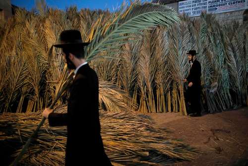 مردان یهودی در حال جمع آوری شاخه های نخل برای درست کردن کلبه موقت برای جشنواره آیینی 