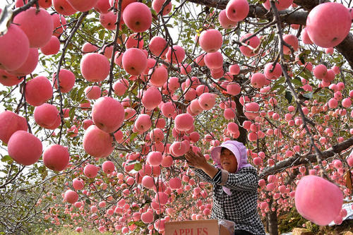 باغ سیب در شاندونگ چین