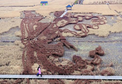 نقاشی های سه بعدی روی شالیزارهای برنج در شنیانگ چین