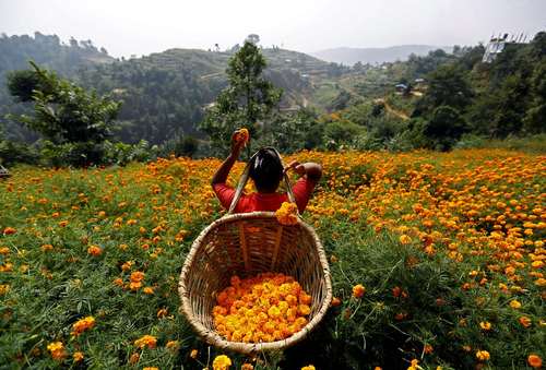 جمع کردن گل – کاتماندو نپال