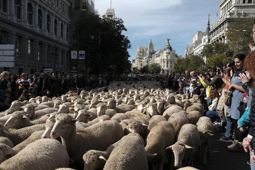 عبور گوسفندان از خیابان های مادرید