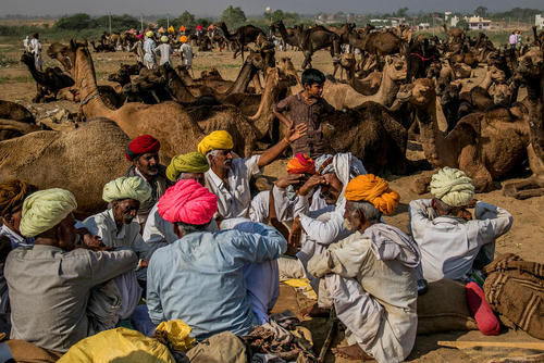 بازار خرید و فروش شتر در راجستان هند