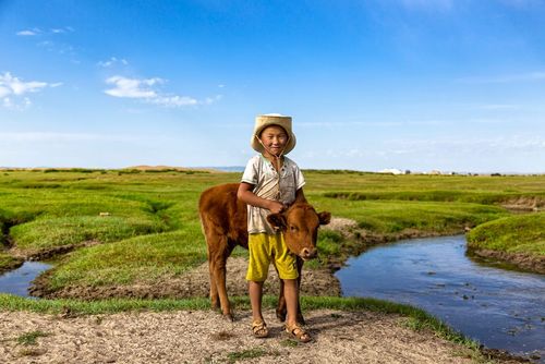 بازی یک پسربچه با گوساله – مغولستان