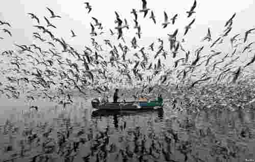 غذا دادن به مرغان دریایی روی رود یامونا در صبح مه گرفته شهر دهلی نو