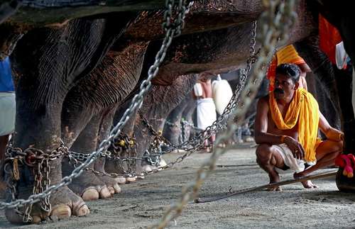 یک آموزش دهنده فیل در شهر کوچی هند در جریان یک جشنواره و در حال به صف کردن فیل ها در معبد