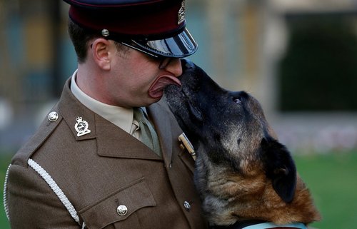 مراسم اهدای مدال افتخار به سگ نظامی آموزش دیده بریتانیایی به خاطر اقداماتش در افغانستان