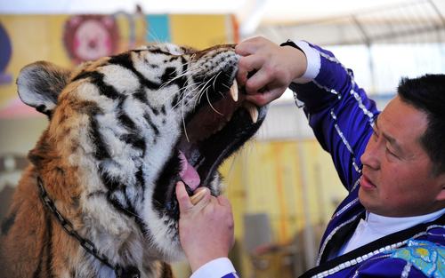تمرین دهنده ببر در حال دیدن وضعیت دندان های یک ببر در پارک حیات وحش در شاندونگ چین