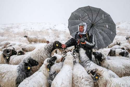 گله گوسفند در هوای برفی در وان ترکیه
