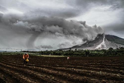 کشاورزی زیر غبارهای آتشفشانی در کارو اندونزی
