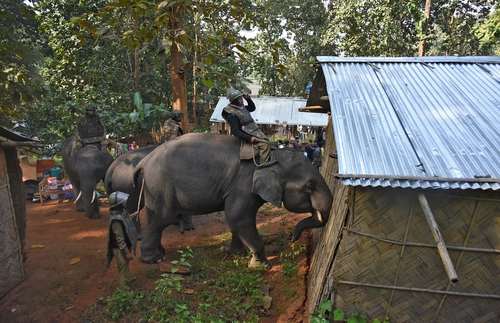 استفاده نیروهای پلیس هند از فیل‌ها برای تخریب خانه‌های غیرقانونی ساخته شده در اراضی جنگلی در ایالت گواهاتی