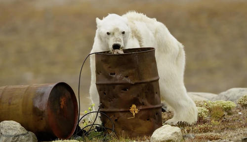 بازتاب گسترده فیلمی از لحظه مرگ یک خرس قطبی گرسنه در شمال کانادا که پس از ناکامی در یافتن غذا از گرسنگی می میرد. 