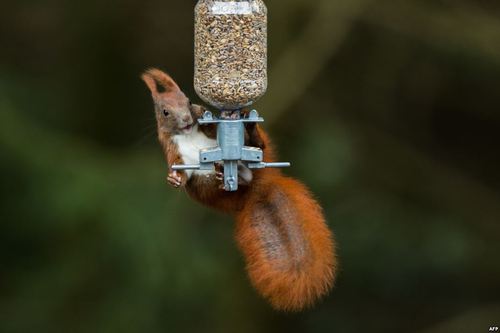 دستبرد یک سنجاب به محفظه دانه پرنده‌ها – هامبورگ آلمان/ عکس: خبرگزاری فرانسه