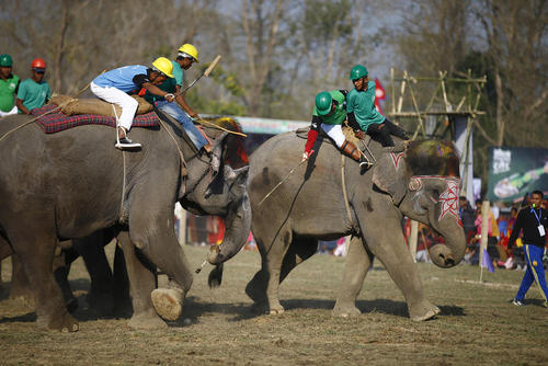 چوگان روی فیل در شهر چیتوان نپال