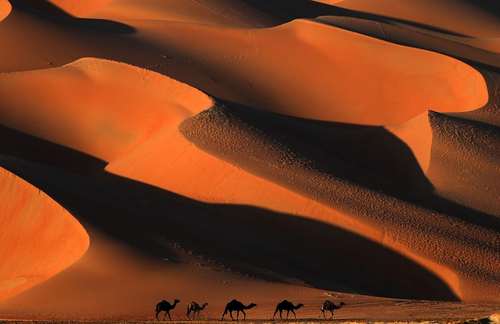 عبور کاروان شترها از صحرای لیوا در امارات متحده عربی
