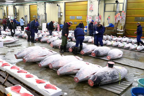 بازار فروش ماهی تن در توکیو ژاپن