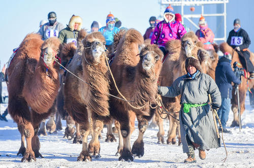 جشنواره شتر در منطقه مغول‌نشین در شمال چین