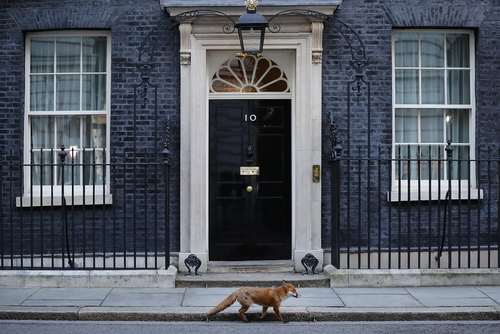 عبور یک روباه از مقابل ساختمان نخست وزیری انگلیس 