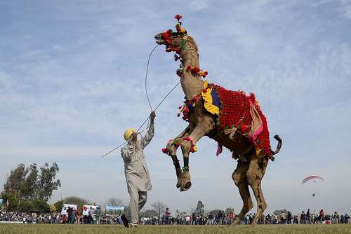 رقص یک شتر با تمرین دهنده اش در واپسین روز از جشنواره ورزشی 