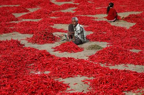 جمع‌آوری محصول فلفل قرمز- احمد آباد هند
