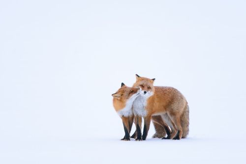 دو روباه قرمز در جزیره برفی