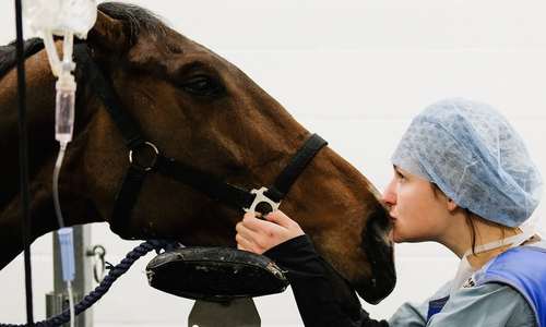 بوسه بر اسب پیش از انجام عمل جراحی بر روی ستون فقرات در کلینیک حیوانات- انگلیس