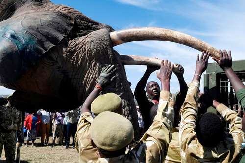 انتقال یک فیل به یک پارک ملی در کنیا- عکس: خبرگزاری فرانسه