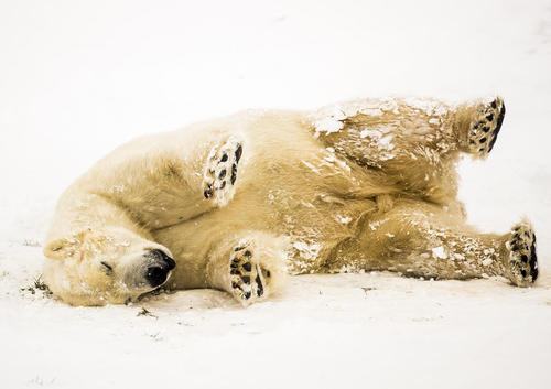 لذت بردن خرس قطبی پارک حیات وحش یورکشایر بریتانیا از بارش برف