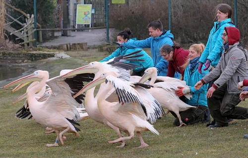 رها کردن 8 پلیکان در پارک پرندگان در مارلو آلمان