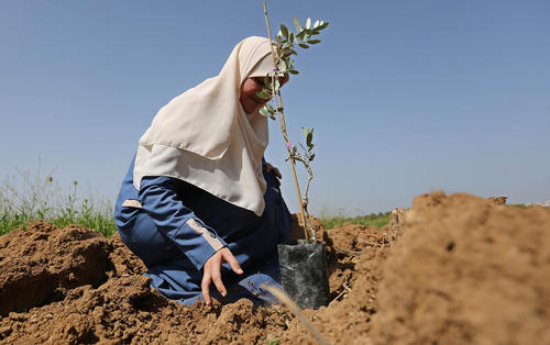 کاشت نهال درخت از سوی زن فلسطینی به نشانه اعتراض به اشغالگری، در روز زمین و در مرز شرقی باریکه غزه با اسراییل