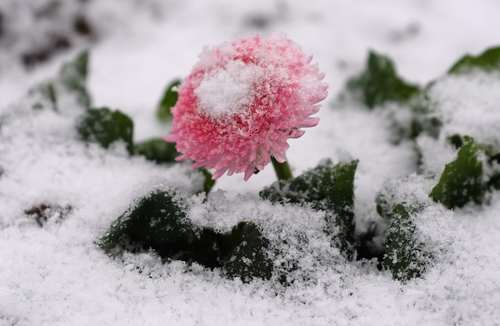 بارش برف روی گل‌های بهاری- آلمان
