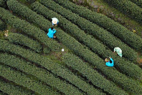 کشاورزان در حال برداشت برگ سبز چای- چین