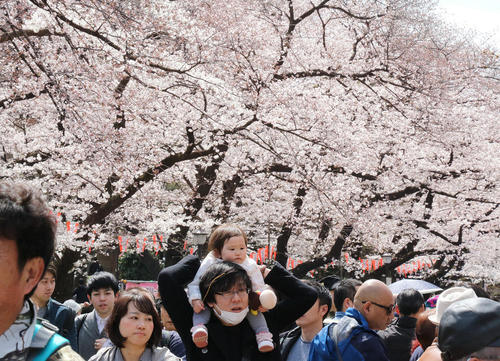 شکوفه‌های گیلاس در پارکی در شهر توکیو ژاپن