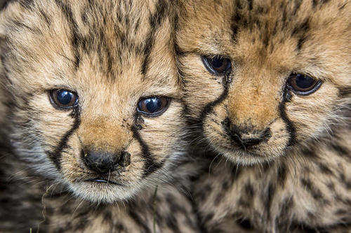 دو توله چیتا تازه متولد شده در باغ وحشی در جمهوری چک