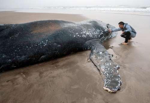 تلاش برای نجات یک وال در سواحل آرژانتین- عکس: شینهوا