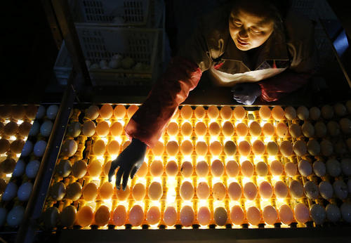 کارخانه تخم نمکی اردک – چین